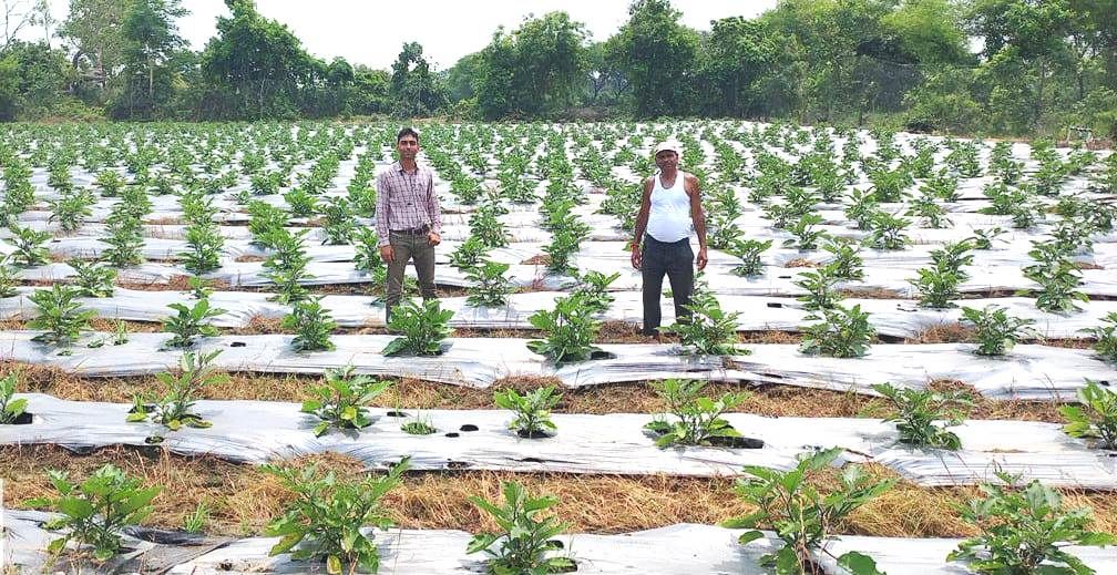 आधुनिक कृषि तकनीक अपनाकर ग्राफ्टेड बैंगन ने बदली किसान की किस्मत