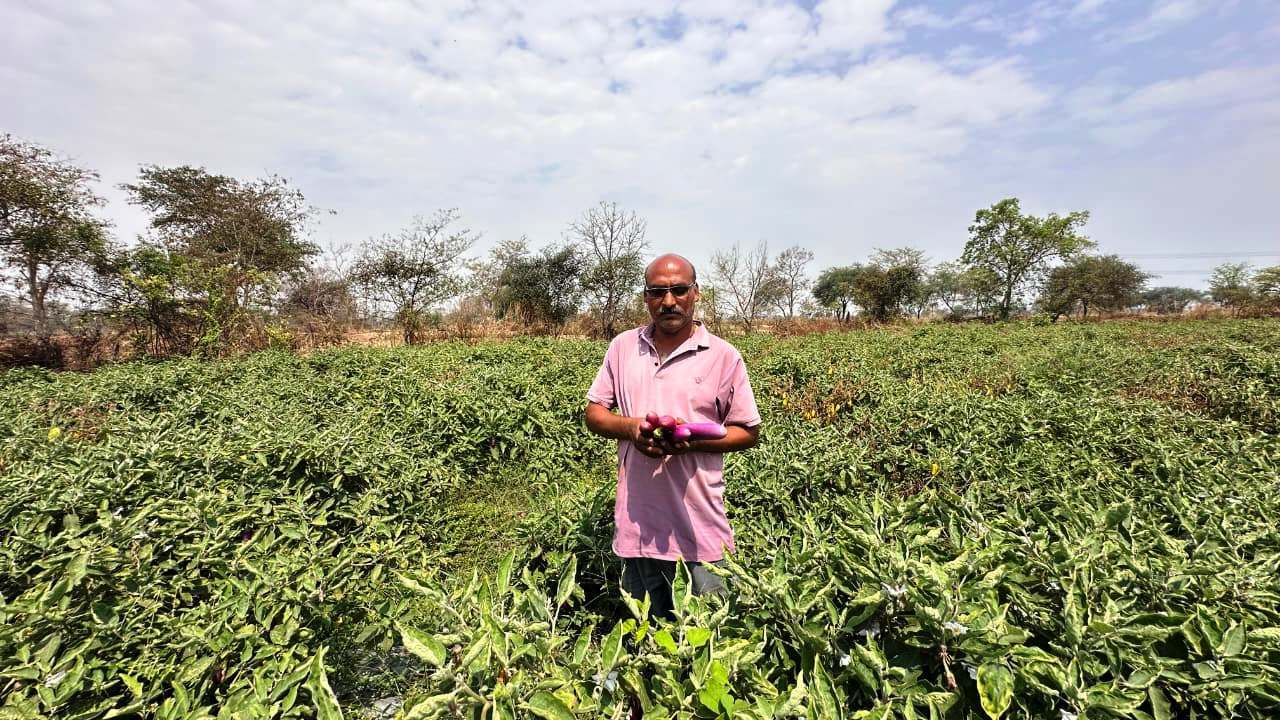 धान की परंपरागत खेती छोड़ नवाचार अपनाया, ग्राफ्टेड बैंगन से बनी पहचान, हो रही सालाना 4 लाख से अधिक की कमाई
